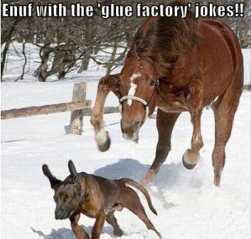 Glue Factory Jokes