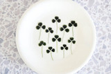 Dried Edible Clover with Three Leaves, 10pcs (till 6/28)