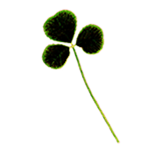 Dried Edible Clover with Three Leaves, 10pcs (till 6/28)