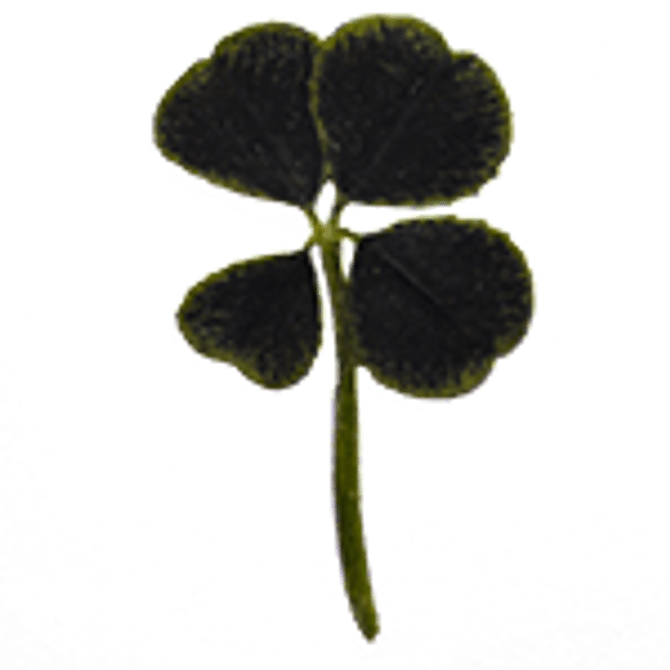 Edible Clovers with Four Leaves 10pcs