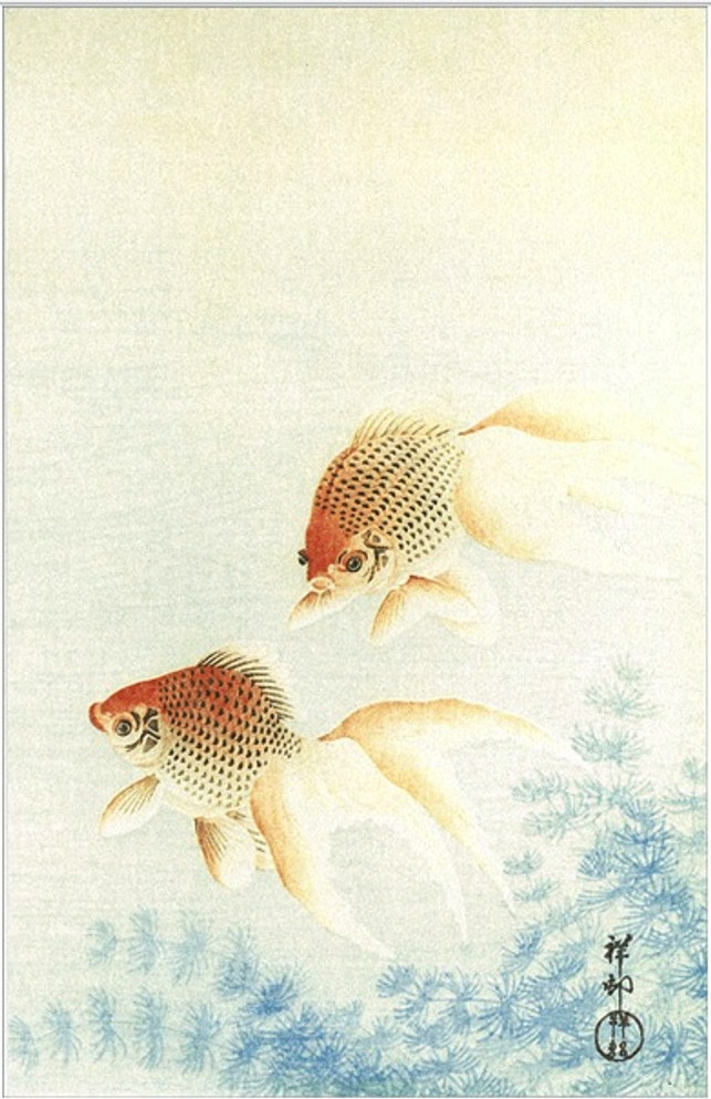 BENRIDO COLLOTYPE Postcard, "Sumer Goldfish"