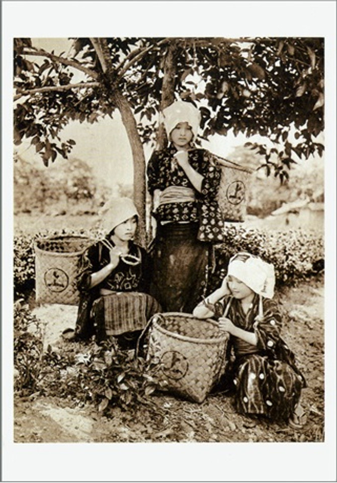 BENRIDO COLLOTYPE Postcard, "Uji tea picking"