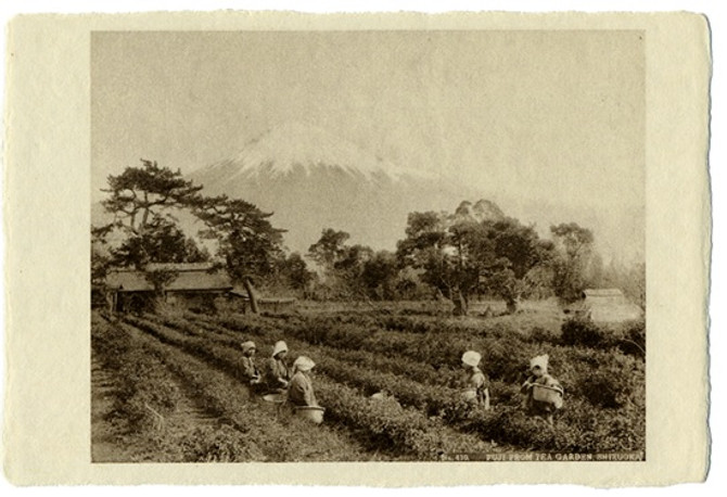 BENRIDO COLLOTYPE Postcard, "Mt. Fuji from the tea plantation"