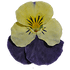 Edible Dried Viola Flowers Blue & Yellow, 10pcs (February - June)