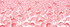 Rienzome Tenugui Cloth with a Beautiful Stand of Flamingos (794)