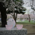 Glass Pink Sake Cup, "HANAHONOKA" 1pc. (HO-9N)