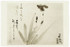 BENRIDO COLLOTYPE Postcard, "Six Narcissus"