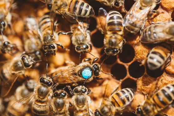 Buckfast Queen Bee 2021