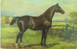 TUCKS OILETTE POSTCARD HARRY PAYNE, ENGLISH HUNTER, HORSE STUDIES SERIES NO 9138