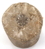 DEVONIAN PERIOD c400 MYA FOSSILIZED TRYBLIOCRINUS CRINOID PART STEM.