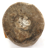 DEVONIAN PERIOD c400 MYA FOSSILIZED TRYBLIOCRINUS CRINOID PART STEM.