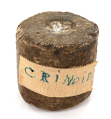 DEVONIAN PERIOD c400 MYA FOSSILIZED TRYBLIOCRINUS CRINOID PART STEM.