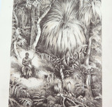1879 HISTORY of AUSTRALASIA LITHOGRAPH. TASMANIAN FOREST SCENE.
