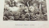 1879 HISTORY of AUSTRALASIA LITHOGRAPH. TASMANIAN FOREST SCENE.