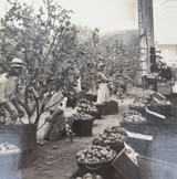 RARE 1924 BRITISH EMPIRE EXHIBITION LARGE PHOTO. AUSTRALIAN ORCHID SCENE.