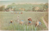 1800s RARE JAPANESE MEIJI PERIOD “SCHOOL of YOKOHAMA” PHOTOGRAPH. PLANTING RICE.