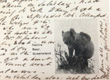 1904 Postcard Printed in Brisbane. Native Bear (Koala) & Aboriginal Child.