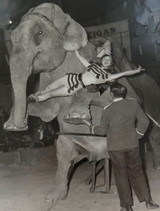 RARE c1940s Performing Circus Elephant Large Photograph. #1