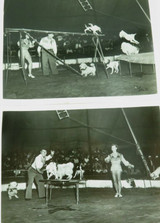 RARE c1940s 2 x Tates ? Performing Dogs Troupe / Circus Large Photographs.