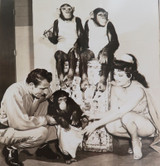 RARE c1940s Performing Chimpanzee Troupe / Circus Large Photograph. #1