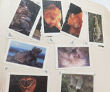 1960s JOB LOT 192 x "Shell Discover Australia” Trading Cards. Loose & in Albums.