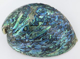 Large Boxed Rainbow Paua Shell by Ocean Gems, New Zealand. 12.5cms x 9.5cms