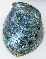 Large Boxed Rainbow Paua Shell by Ocean Gems, New Zealand. 12.5cms x 9.5cms