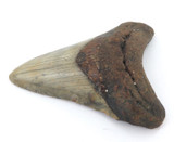 Large Megalodon Shark Tooth Found at Khouribga, Morocco + COA.