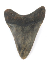 Large Megalodon Shark Tooth Found at Khouribga, Morocco + COA.