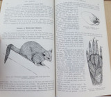 1924 SCARCE Book “The Mammals of South Australia. Part II"