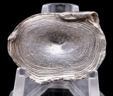 Chinese Silver Xiao Yuanbao Sycee Ingot Qing Dynasty 58.46g