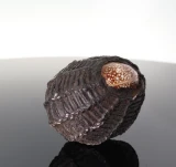 Antique Thai Bia Gae Protective Magic Cowrie Shell Amulet Circa 1900s