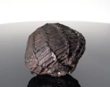 Antique Thai Bia Gae Protective Magic Cowrie Shell Amulet Circa 1900s
