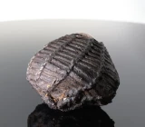 Antique Thai Bia Gae Protective Magic Cowrie Shell Amulet Circa 1900s