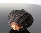 Antique Thai Bia Gae Protective Magic Cowrie Shell Amulet #2 Circa 1900s