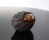 Antique Thai Bia Gae Protective Magic Cowrie Shell Amulet #2 Circa 1900s