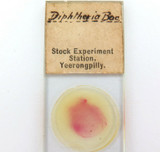 RARE 1890s “DIPHTHERIA” SLIDE. STOCK EXPERIMENT STATION, YEERONGPILLY QLD.