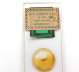 1890s “FLY’S SUCKER” MICROSCOPE SLIDE. A P GREENFIELD, BRISBANE.