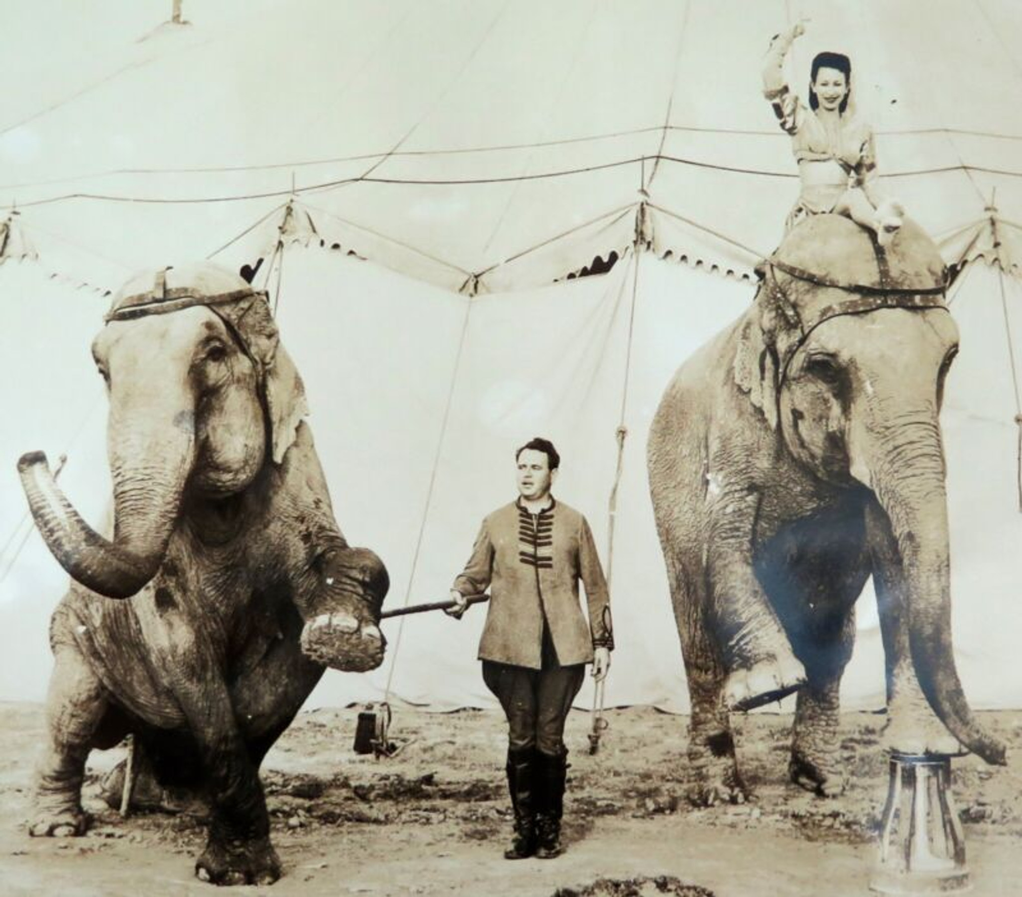 RARE c1940s Performing Circus Elephants Large Photograph. #2