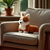 A plush Corgi dog toy with brown and white fur, sitting on a cream-colored armchair in a sunlit room.