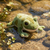 Gosh! Frog Softie