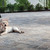 Eco Dublin 3pc 80mm Avondale Paver
