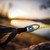 Superior Shelter Gray 14 aluminum ridgeline adjuster with reflective guy line at sunset