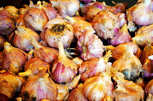 Garlic bulbs food photography wall art