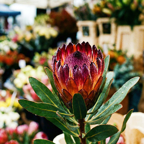Flower Photography 11 protea flower statement wall art for commercial spaces