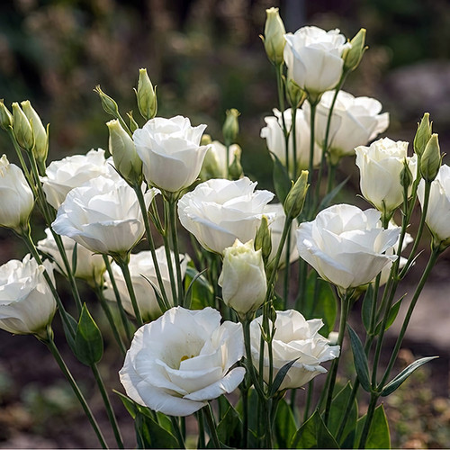 Flower Photography 30 white lisianthus blossoms botanical wall art for offices