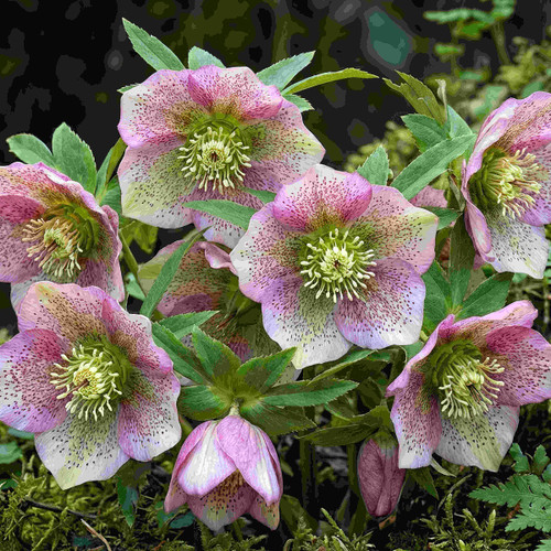 Flower Photography 33 hellebore flowers seasonal botanical art for hospitality spaces