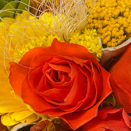 Flower Photography 53 red rose with yellow background flowers commercial wall art