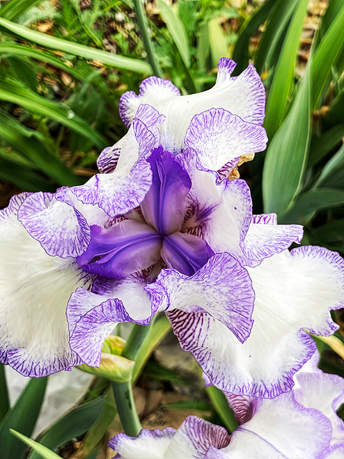 Flower Photography 04 purple and white bearded iris floral wall art for professional spaces