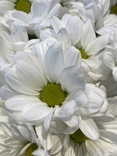 Flower Photography 42 white daisies botanical wall art for executive offices
